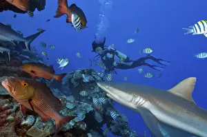 Diver with Grey reef shark (Carcharhinus amblyrhynchos) and red snapper