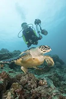 Diver and hawksbill turtle, Eretmochelys imbricata