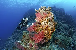 Diver looking at coral block on coral reef