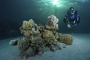 Diver looking at coral block, hard corals