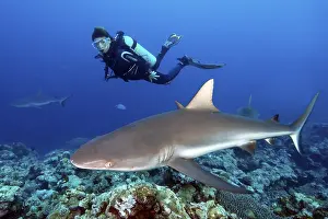Diver looking at grey reef shark (Carcharhinus amblyrhynchos)