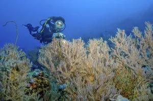 Diver looking at illuminated horn coral gorgonian (Menella)