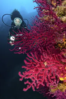 Diver looking at illuminated red gorgonian