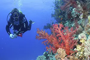 Diver looking at Klunzinger's tree coral (Dendronephthya klunzingeri)