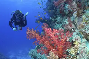 Diver looking at Klunzinger's tree coral (Dendronephthya klunzingeri) and shoal