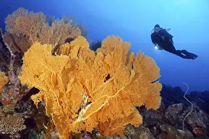 Category Coral Reefs DE Prints: Diver looking at Large Anella Gorgonian (Anella)