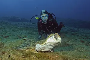 Diver looking at monkfish (Squatina squatina)