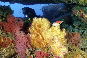 Diver looking into a small opening in the coral reef with different