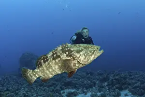 Diver and Malabar grouper, Epinephelus malabaricus