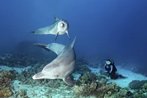 Diver observes two bottlenose dolphin (Tursiops truncatus)