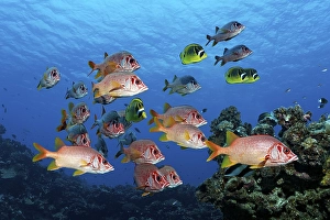 Diver observes swarm Sabre squirrelfish (Sargocentron spiniferum)