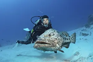 Diver and potato grouper, Epinephelus tukula