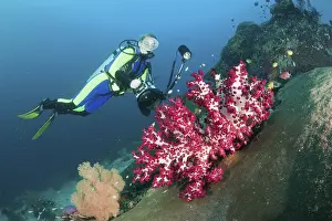 Diver and red soft coral, Dendronephthya sp