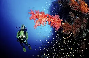 Diver and red soft corals, Acropora divaricata