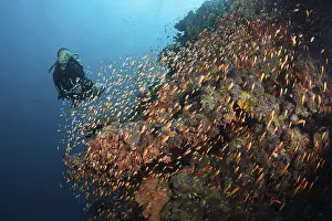 Diver on the reef, Felidhu Atoll, Maldives