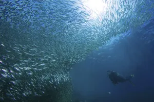 Diver next to school of sardines (Sardinops sagax)