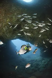 Diver and sea bream in cave, Diplodus vulgaris