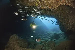 Diver and sea bream in cave, Diplodus vulgaris