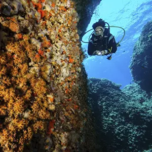 Diver swimming dives through underwater cave illuminates colourful sponges (Porifera)