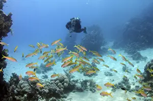 Diver swimming near school of fish near coral reef