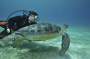 Diver swimming next to sea turtle (Cheloniidae) in Palawan