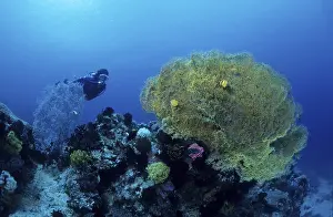 A Diver swimms behind a gorgonia