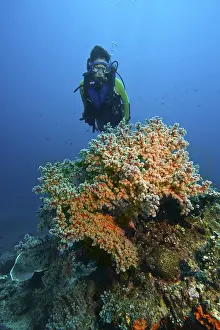 Diver swims in the colourful reef behind a Gorgoni