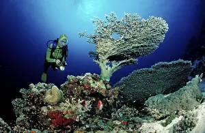 Diver and table coral, Acropora divaricata