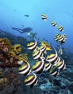Diver watches swarm Pennant coralfish (Heniochus acuminatus)