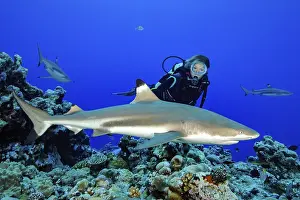 Diver watching blacktip reef shark (Carcharhinus melanopterus)