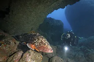 Diver watching a Dusky Grouper (Epinephelus marginatus)