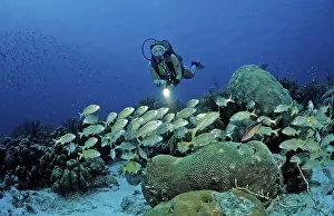 Diver and yellow-striped grunt
