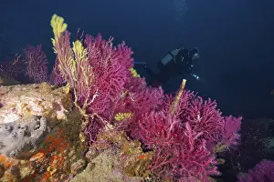 Divers next to colorful corals