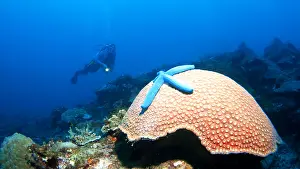 Framed Print : Divers in a coral reef with a large Framed Print : Divers in a coral reef with a large