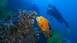 Framed Print : Divers interact with a large, orange fish on a reef Framed Print : Divers interact with a large, orange fish on a reef