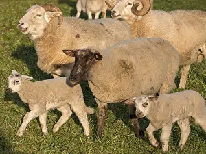 A diverse flock of sheep, including lambs