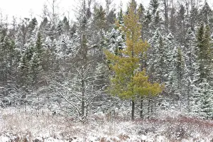 Diverse forest with a vibrant yellow pine amid snow-covered trees in London
