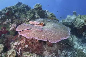 Category Wildlife DE Prints: Diverse underwater reef with table coral (Acropora hyacinthus)