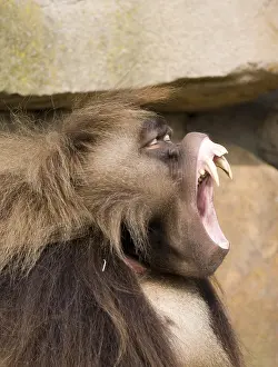 Djelada, blood-breasted baboon (Theropithecus gelada)