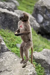 Category Wildlife DE Prints: Djelada or blood-breasted baboon (Theropithecus gelada)