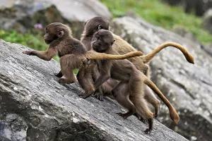 Category Wildlife DE Prints: Djelada or blood-breasted baboon (Theropithecus gelada)