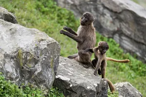Category Wildlife DE Prints: Djelada or blood-breasted baboon (Theropithecus gelada)