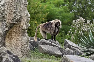 Category Wildlife DE Prints: Djelada or blood-breasted baboon (Theropithecus gelada)