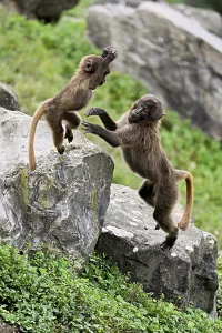 Category Wildlife DE Prints: Djelada or blood-breasted baboon (Theropithecus gelada)