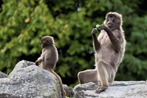 Djelada or blood-breasted baboon (Theropithecus gelada)