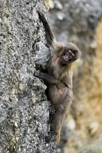 Djelada or blood-breasted baboon (Theropithecus gelada)