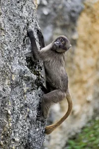 Djelada or blood-breasted baboon (Theropithecus gelada)