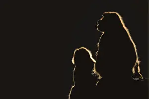 Djelada or gelada baboon (Theropithecus gelada)