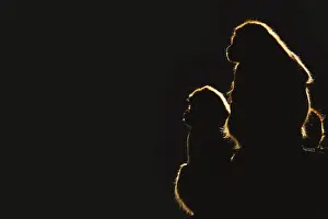 Djelada or gelada baboon (Theropithecus gelada)