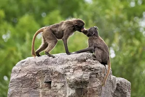 Category Wildlife DE Prints: Two djeladas or blood-breasted baboons (Theropithecus gelada)